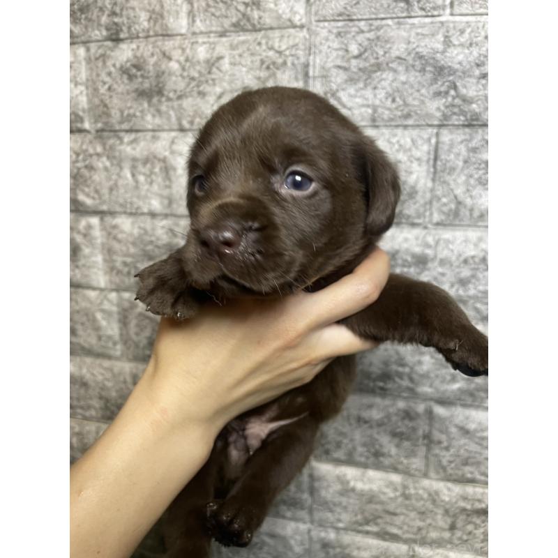 販売中の千葉県のラブラドールレトリーバー-440386の4枚目