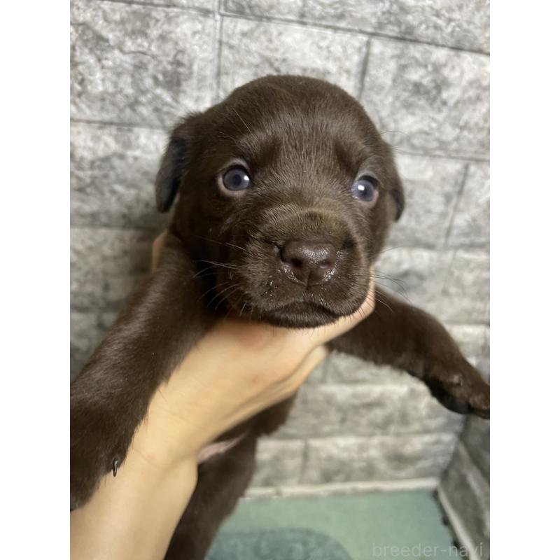 販売中の千葉県のラブラドールレトリーバー-440386の3枚目