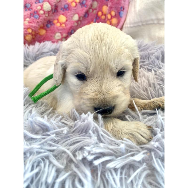 販売中の東京都のゴールデンレトリーバー-440376