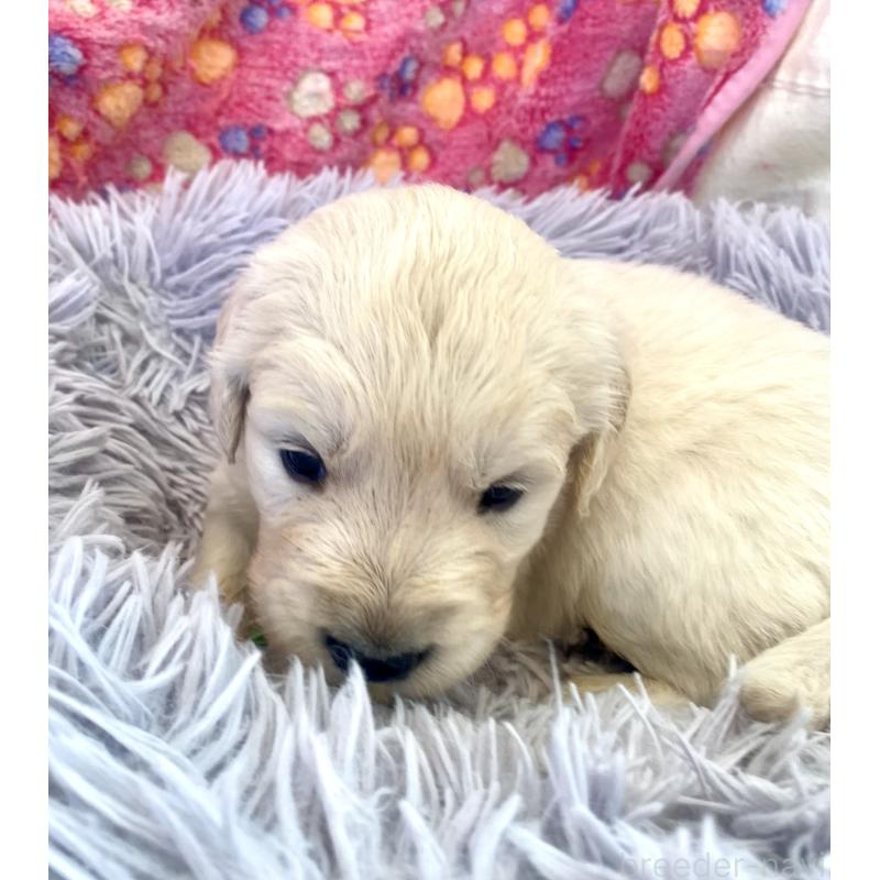 販売中の東京都のゴールデンレトリーバー-440376の9枚目