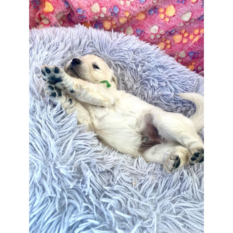 販売中の東京都のゴールデンレトリーバー-440376の8枚目