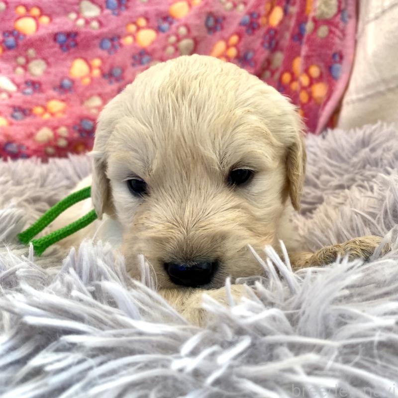 販売中の東京都のゴールデンレトリーバー-440376の7枚目