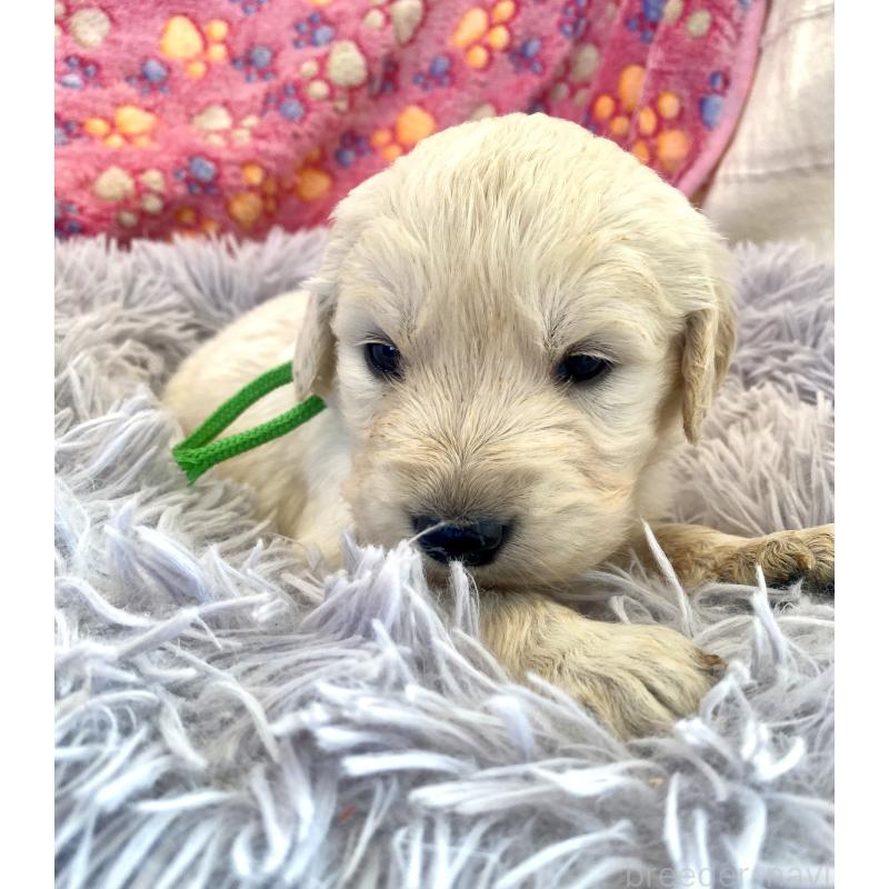 販売中の東京都のゴールデンレトリーバー-440376の5枚目