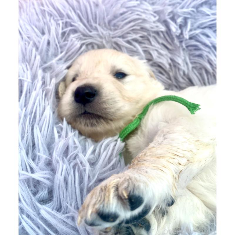 販売中の東京都のゴールデンレトリーバー-440376の4枚目