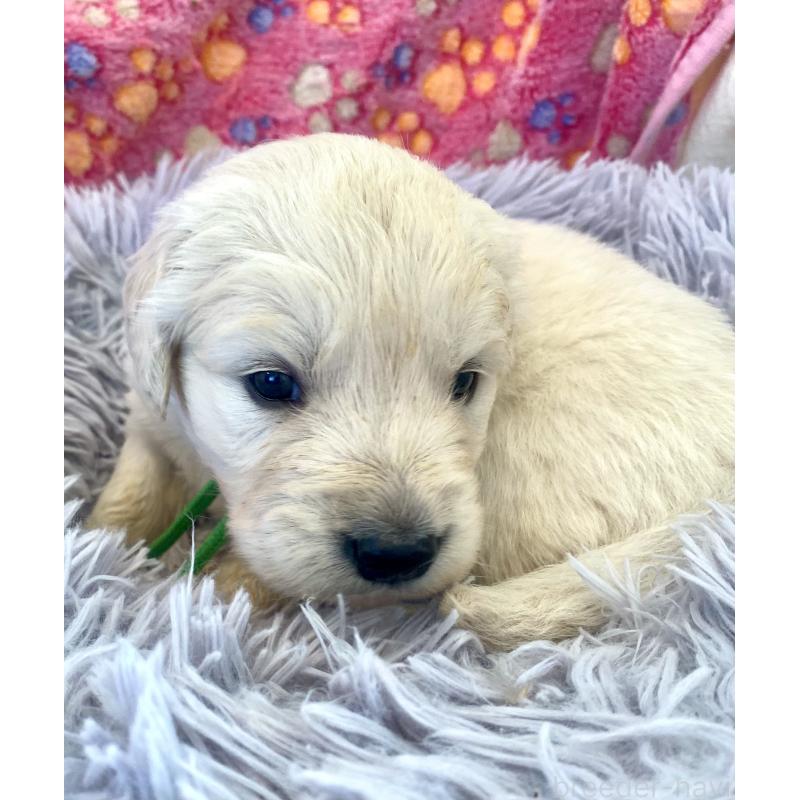 販売中の東京都のゴールデンレトリーバー-440376の3枚目