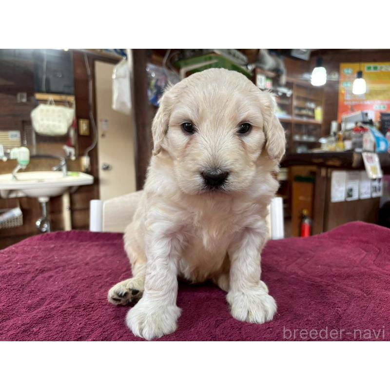 販売中の長野県のゴールデンドゥードル:ゴールデンレトリーバー×プードル-440377の12枚目