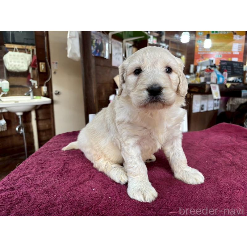 販売中の長野県のゴールデンドゥードル:ゴールデンレトリーバー×プードル-440377の11枚目