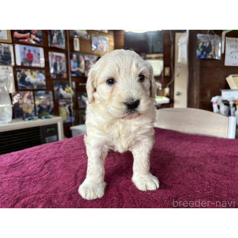 販売中の長野県のゴールデンドゥードル:ゴールデンレトリーバー×プードル-440377の10枚目