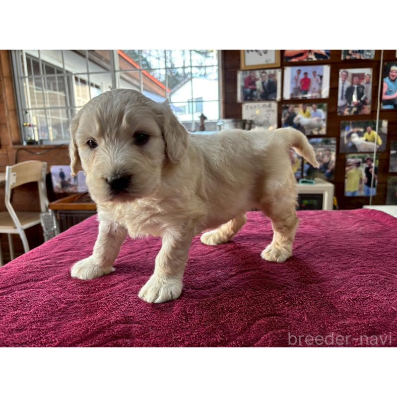 販売中の長野県のゴールデンドゥードル:ゴールデンレトリーバー×プードル-440377の9枚目