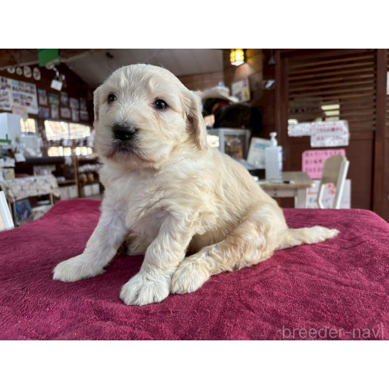 販売中の長野県のゴールデンドゥードル:ゴールデンレトリーバー×プードル-440377の8枚目
