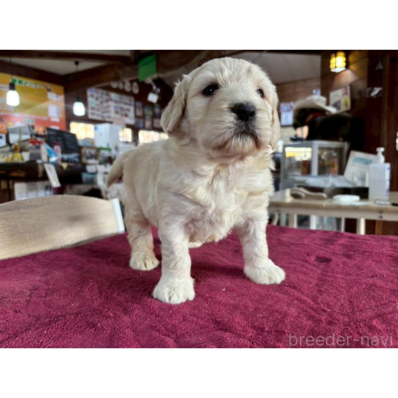 販売中の長野県のゴールデンドゥードル:ゴールデンレトリーバー×プードル-440377の7枚目