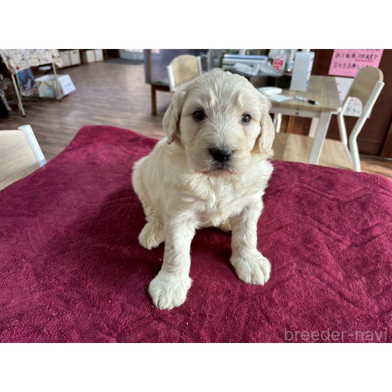 販売中の長野県のゴールデンドゥードル:ゴールデンレトリーバー×プードル-440377の6枚目