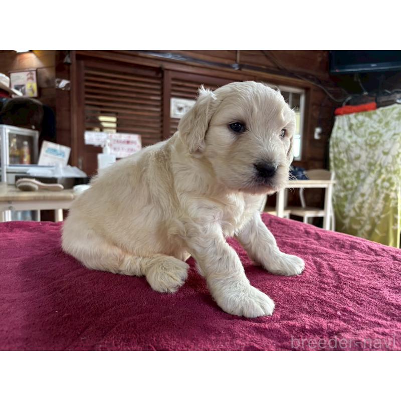 販売中の長野県のゴールデンドゥードル:ゴールデンレトリーバー×プードル-440377の5枚目