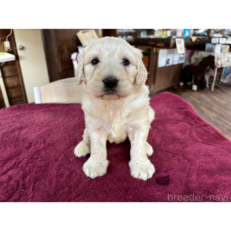 販売中の長野県のゴールデンドゥードル:ゴールデンレトリーバー×プードル-440377の4枚目