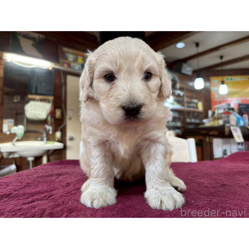 販売中の長野県のゴールデンドゥードル:ゴールデンレトリーバー×プードル-440377の3枚目