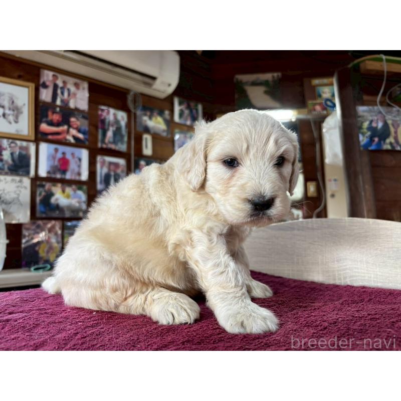 販売中の長野県のゴールデンドゥードル:ゴールデンレトリーバー×プードル-440377の2枚目