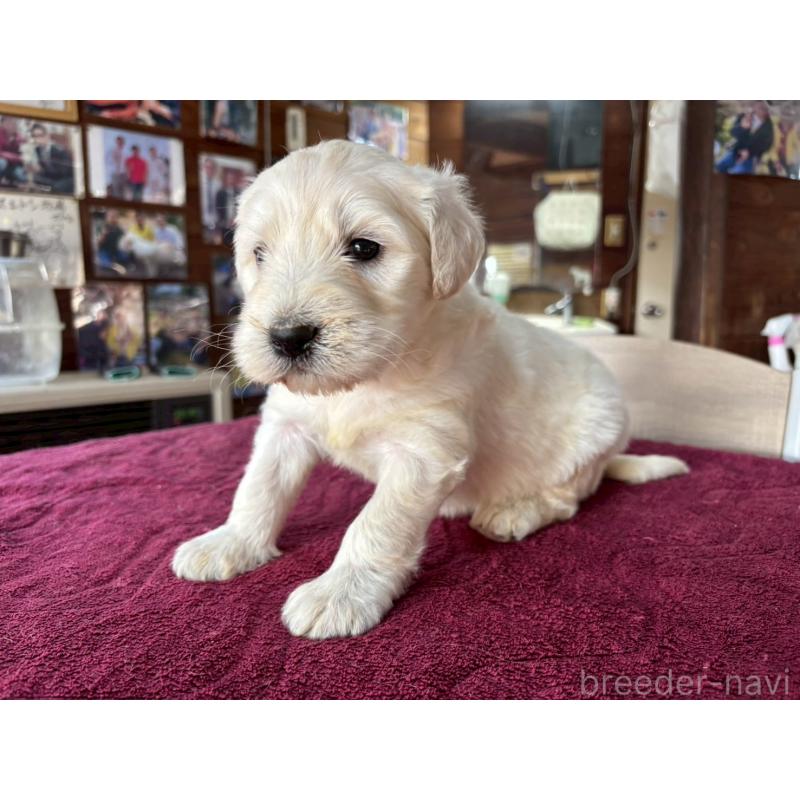 販売中の長野県のゴールデンドゥードル:ゴールデンレトリーバー×プードル-440378の11枚目