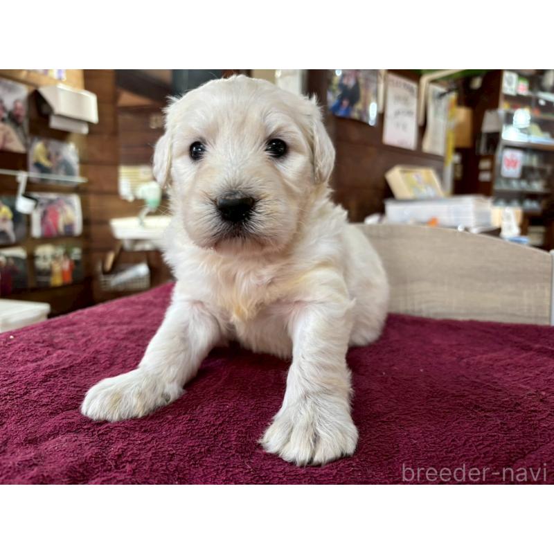 販売中の長野県のゴールデンドゥードル:ゴールデンレトリーバー×プードル-440378の10枚目