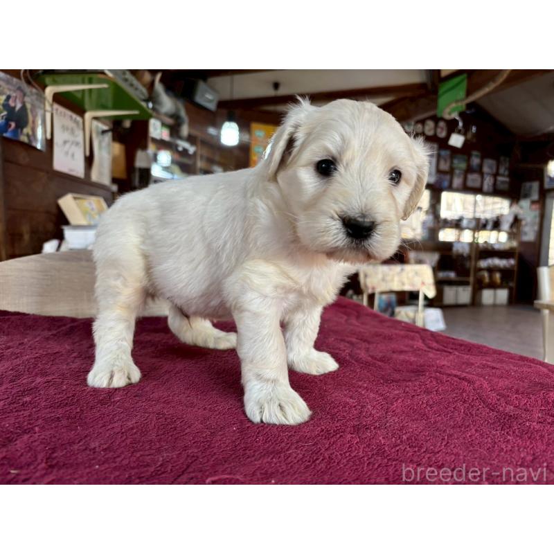 販売中の長野県のゴールデンドゥードル:ゴールデンレトリーバー×プードル-440378の9枚目