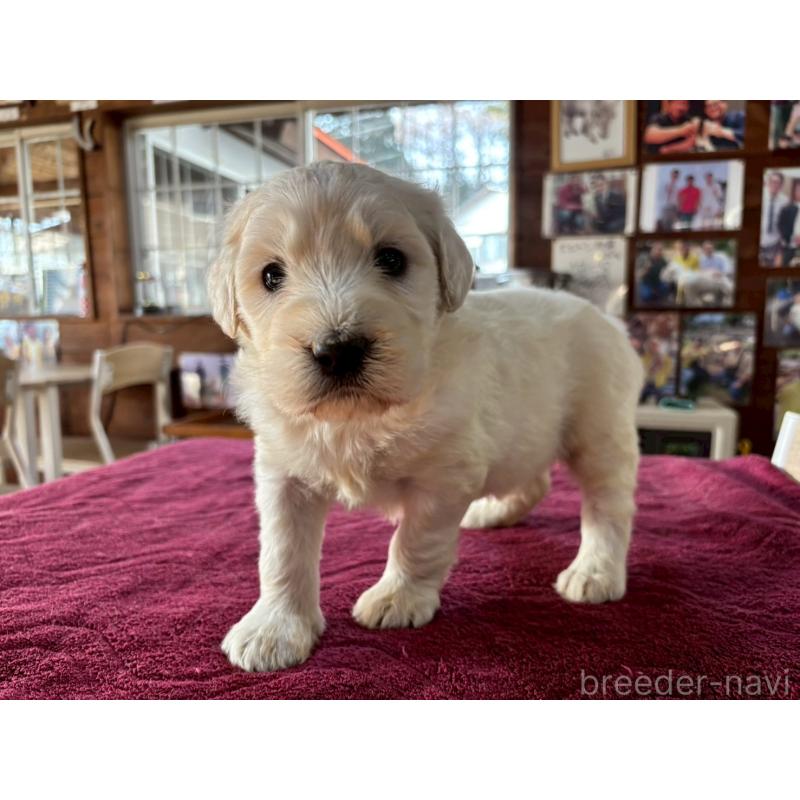 販売中の長野県のゴールデンドゥードル:ゴールデンレトリーバー×プードル-440378の8枚目