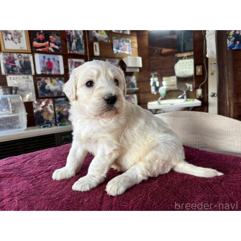 販売中の長野県のゴールデンドゥードル:ゴールデンレトリーバー×プードル-440378の7枚目