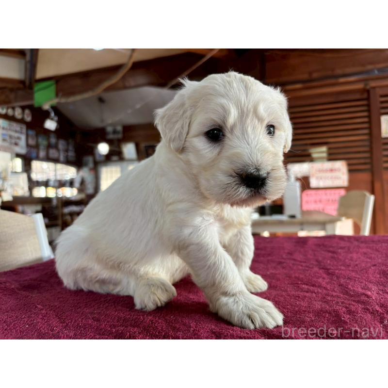 販売中の長野県のゴールデンドゥードル:ゴールデンレトリーバー×プードル-440378の6枚目