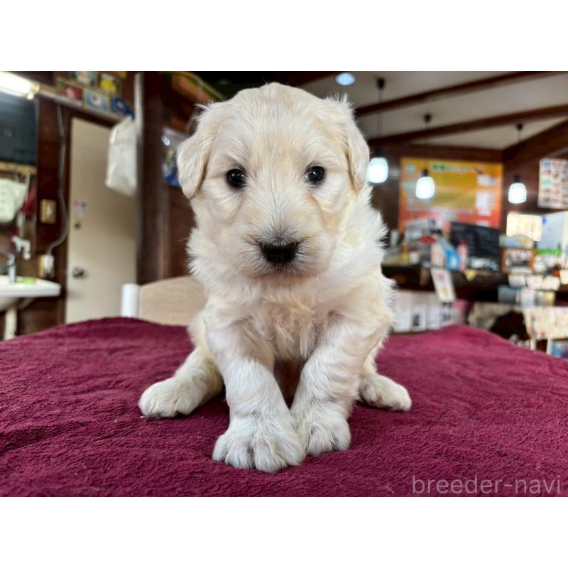 販売中の長野県のゴールデンドゥードル:ゴールデンレトリーバー×プードル-440378の5枚目