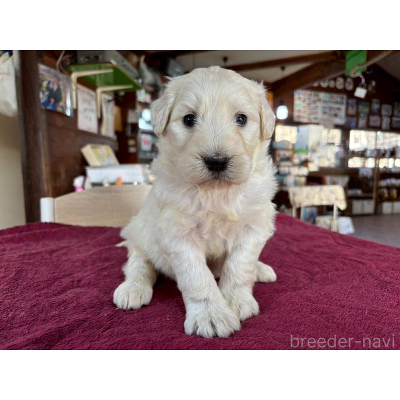 販売中の長野県のゴールデンドゥードル:ゴールデンレトリーバー×プードル-440378の4枚目