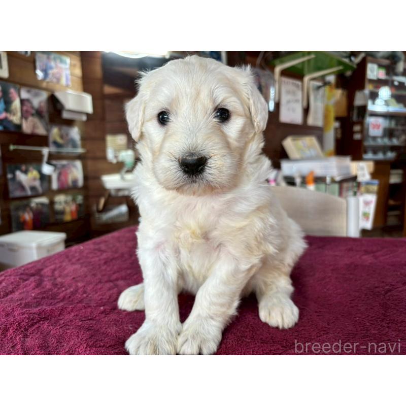 販売中の長野県のゴールデンドゥードル:ゴールデンレトリーバー×プードル-440378の3枚目