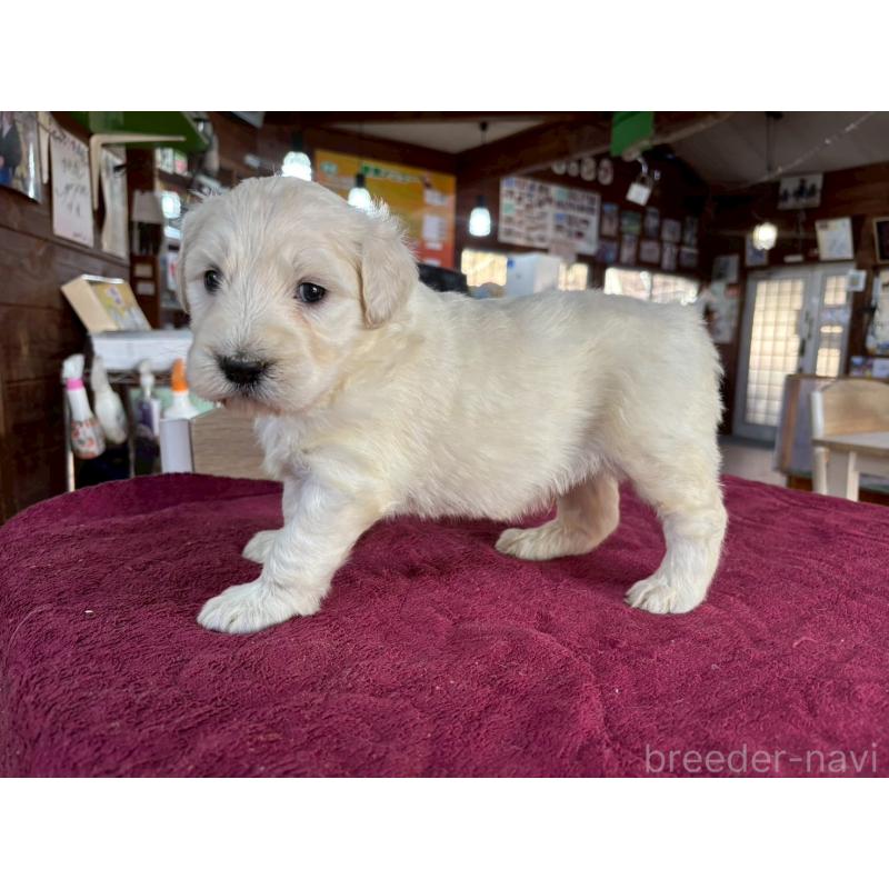 販売中の長野県のゴールデンドゥードル:ゴールデンレトリーバー×プードル-440378の2枚目