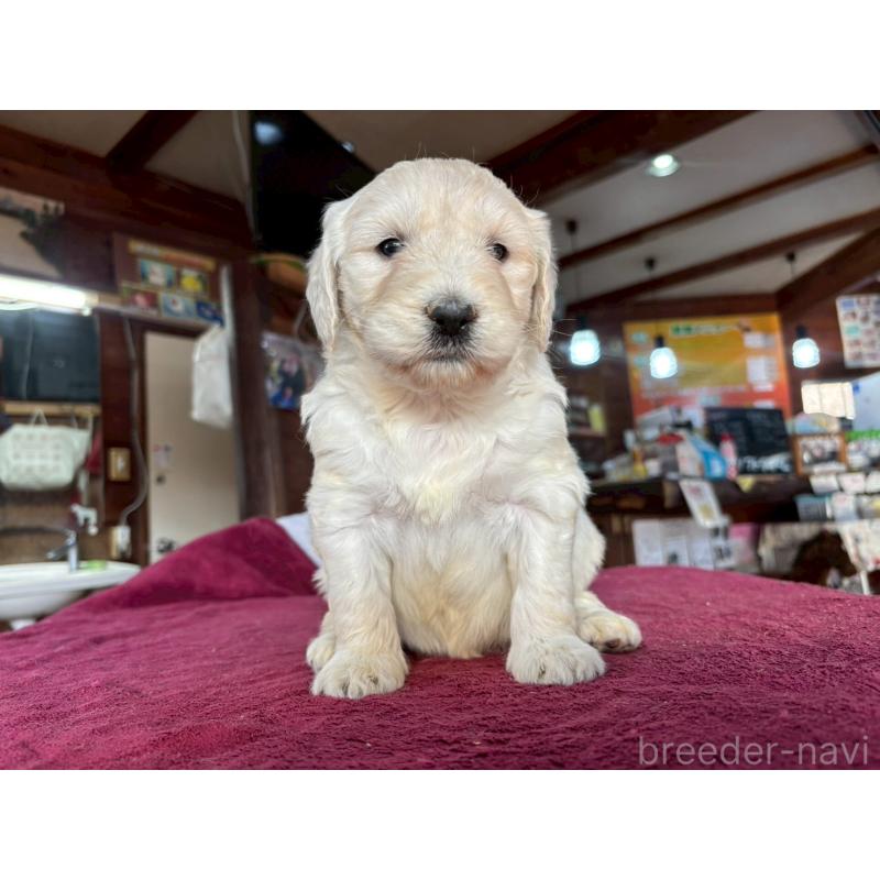 販売中の長野県のゴールデンドゥードル:ゴールデンレトリーバー×プードル-440380の11枚目