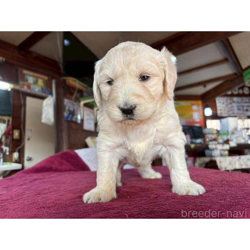 販売中の長野県のゴールデンドゥードル:ゴールデンレトリーバー×プードル-440380の10枚目