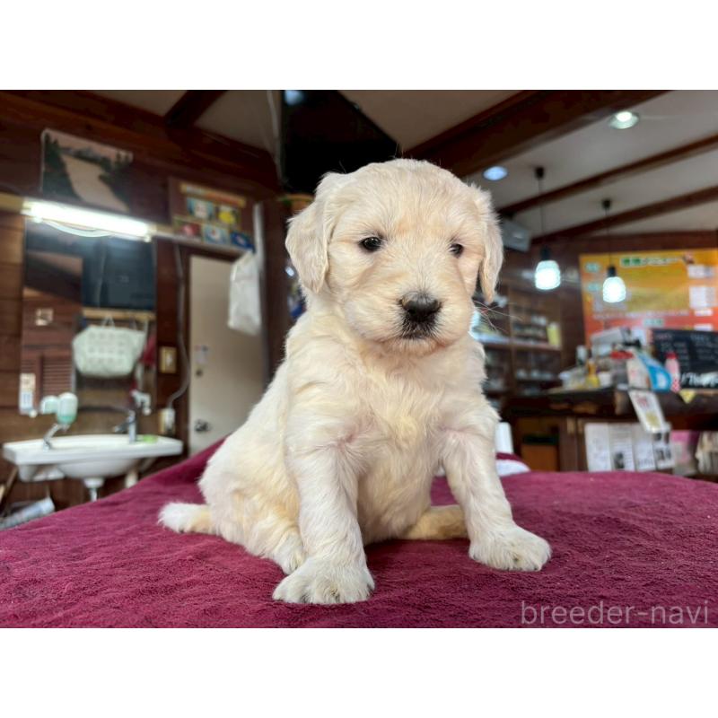 販売中の長野県のゴールデンドゥードル:ゴールデンレトリーバー×プードル-440380の9枚目