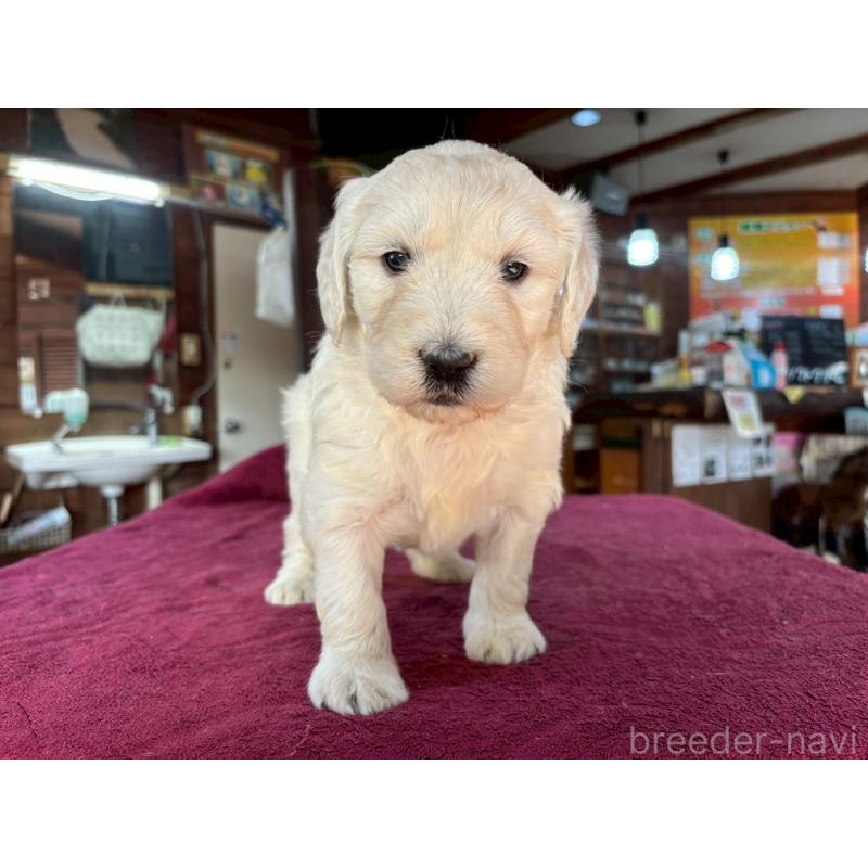 販売中の長野県のゴールデンドゥードル:ゴールデンレトリーバー×プードル-440380の8枚目