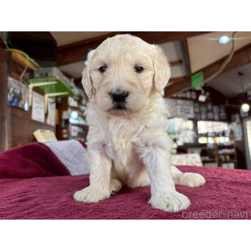 販売中の長野県のゴールデンドゥードル:ゴールデンレトリーバー×プードル-440380の7枚目