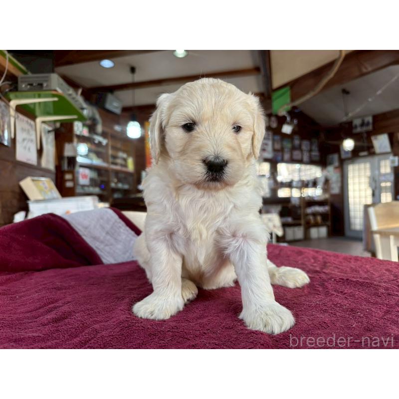 販売中の長野県のゴールデンドゥードル:ゴールデンレトリーバー×プードル-440380の6枚目