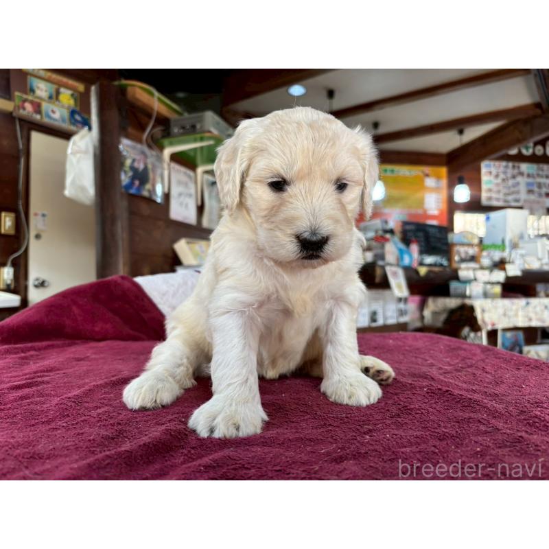 販売中の長野県のゴールデンドゥードル:ゴールデンレトリーバー×プードル-440380の5枚目
