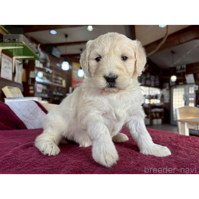 販売中の長野県のゴールデンドゥードル:ゴールデンレトリーバー×プードル-440380の4枚目