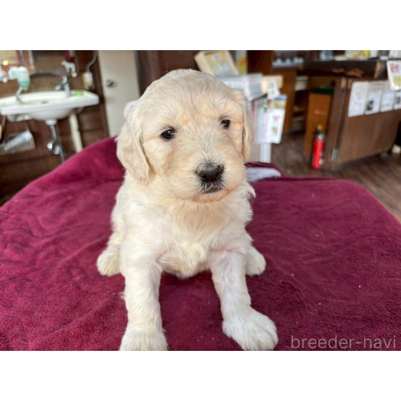 販売中の長野県のゴールデンドゥードル:ゴールデンレトリーバー×プードル-440380の3枚目