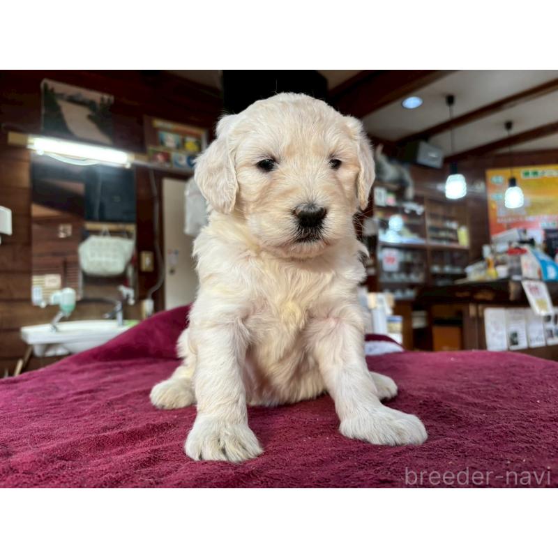 販売中の長野県のゴールデンドゥードル:ゴールデンレトリーバー×プードル-440380の2枚目