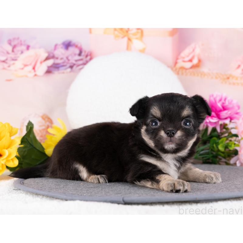 販売中の岐阜県のチワワ(ロングコート)-440381の5枚目