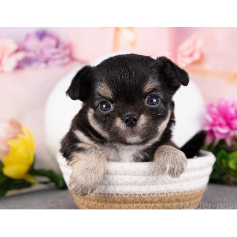 販売中の岐阜県のチワワ(ロングコート)-440381の4枚目