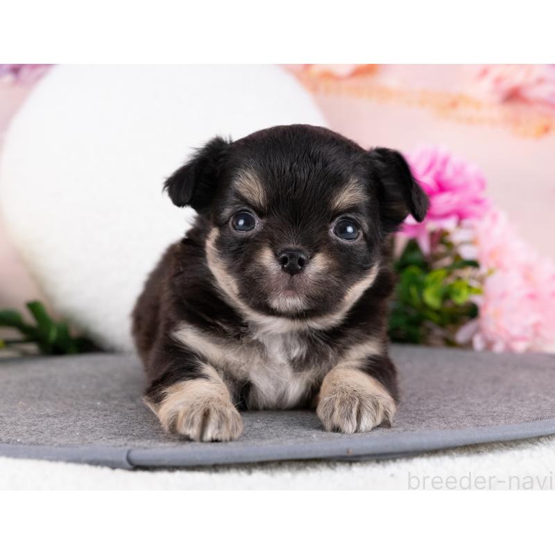 販売中の岐阜県のチワワ(ロングコート)-440381の3枚目