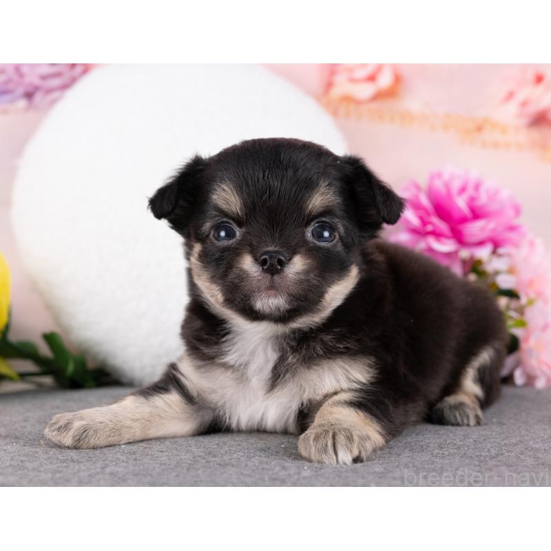 販売中の岐阜県のチワワ(ロングコート)-440381の2枚目