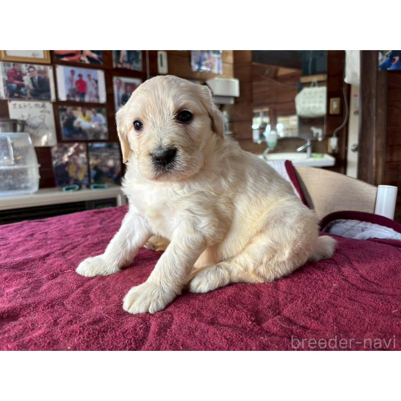 販売中の長野県のゴールデンドゥードル:ゴールデンレトリーバー×プードル-440382の11枚目