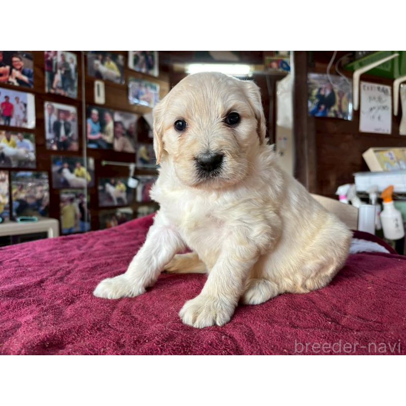 販売中の長野県のゴールデンドゥードル:ゴールデンレトリーバー×プードル-440382の10枚目