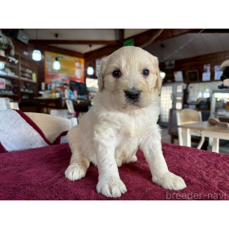 販売中の長野県のゴールデンドゥードル:ゴールデンレトリーバー×プードル-440382の9枚目