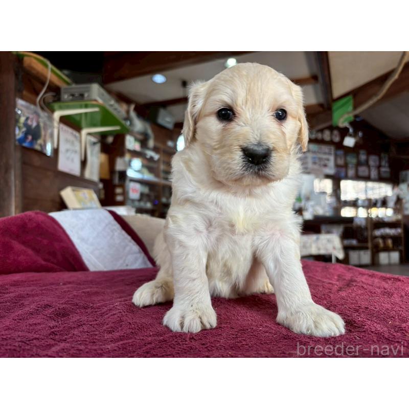 販売中の長野県のゴールデンドゥードル:ゴールデンレトリーバー×プードル-440382の8枚目