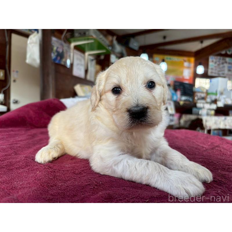 販売中の長野県のゴールデンドゥードル:ゴールデンレトリーバー×プードル-440382の7枚目