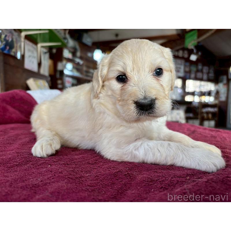 販売中の長野県のゴールデンドゥードル:ゴールデンレトリーバー×プードル-440382の6枚目